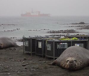 Two elephant seals in front of some cage pallets on the beach
