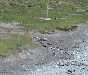 The camera zoomed in even closer to the southern end of the Camp beach harem, a group of weaners starting their own individual journeys – no more help from the adults!