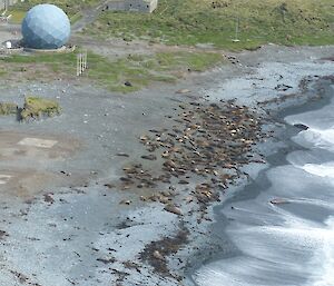 A seal harem on beach with smaller weaners nearby