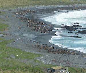 Distant view of three seal harems on beach