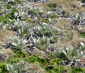 A close up picture of the Pluerophyllum which shows a big change in the plant size and vigour from the dormant clusters of dead leaves from mid September.