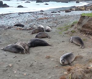 Up close viewl to the Camp Beach weaners. They’ll be around station for a while yet – hardly seem big enough or old enough to take on the challenges of life!