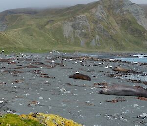 Zoom in on the harem — the white birds are all Southern Giant petrels. The grey coloured giant petrels are perhaps harder to see. All waiting for the next meal! One weaner on the left of image and look carefully and you may pick out the second on amongst the kelp.