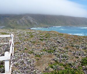 A photo of plants with silver grey leaves of the Pluerophyllum are now much easier to see and starting to tower over the slower growing Stilbocarpa, Macquarie Island Cabbage with the large dark green leaves.