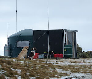 The Davis Point hut with dogs sitting in front during the erradication programme
