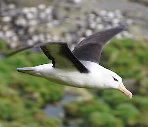 A picture of a black-browed albatross flying