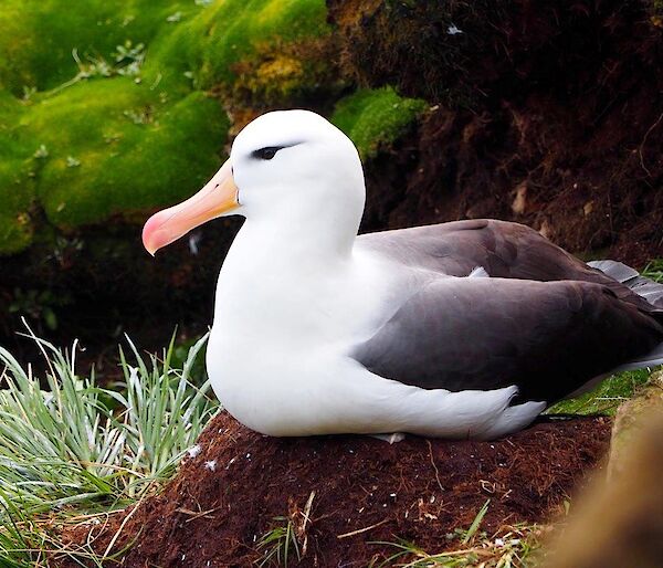 A black-browed albatross sitting on its nest in Windsor Bay October 2016