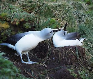 A picture of two grey- headed albatross in a courting ritual, picture taken October 2016