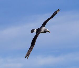 A grey-headed albatross flying above Windsor Bay, October 2016