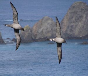 A picture of two light-mantled albatross flying in the air