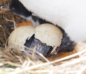 A gentoo chick just hatching from the shell into the world