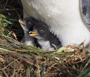 Two gentoo chicks under their parent