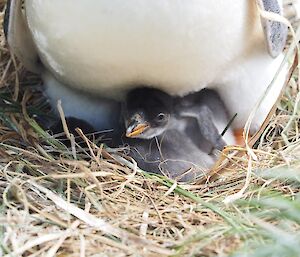 A gentoo nest with two young chicks sitting under their parent