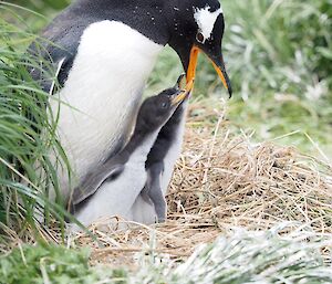 Two slightly older gentoo chicks looking for food from their parent