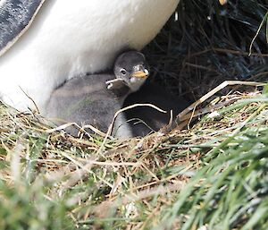 Two gentoo chicks sitting under their parent in the sunshine