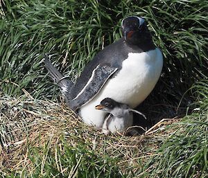 Two older gentoo chicks with their parent sitting on a nest