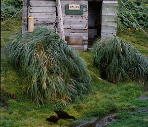 A picture of a little wooden hut called Wims Inn at Bauer Bay in 1967