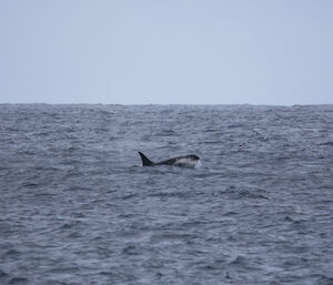 An Orca coming out of the water to get air