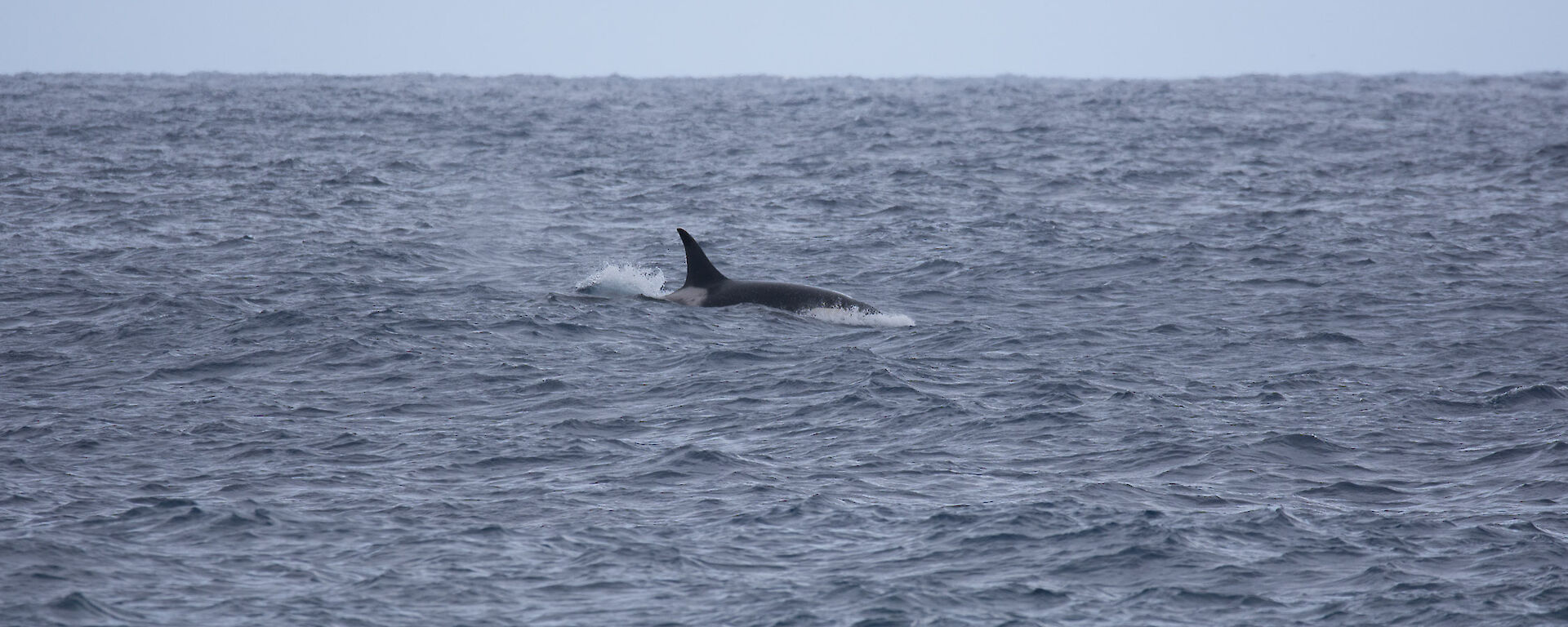 A picture of a Orca with its fin and body out of the water spotted off North Head