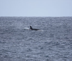 A picture of a Orca with its fin and body out of the water spotted off North Head
