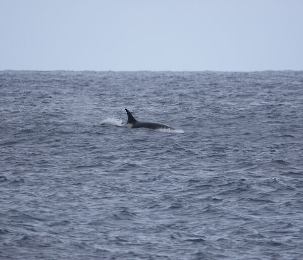 A picture of a Orca with its fin and body out of the water spotted off North Head