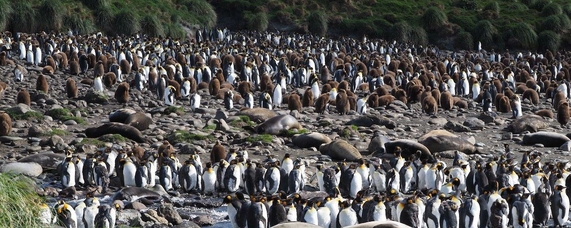 A picture looking across the beach at Green Gorge which is full of penguins and sealsl