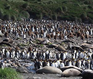 A picture looking across the beach at Green Gorge which is full of penguins and sealsl