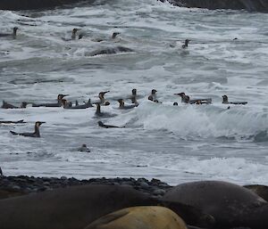 Penguins swimming in and out of the beach at the same time