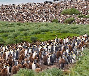 So many penguins there is standing room only at Lusitania Bay colony