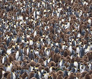 A shot full of adult and juvenile king penguins