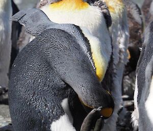 A penguin scratching his head.