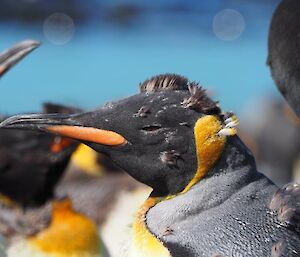 A king penguin with a mohawk due to moulting