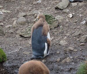 The chicks are moulting as well and losing their brown fluff finally.