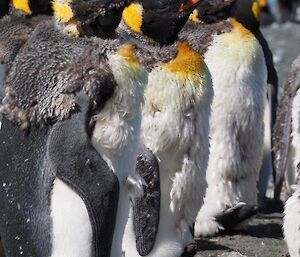 Adult king penguins at different stages of moulting