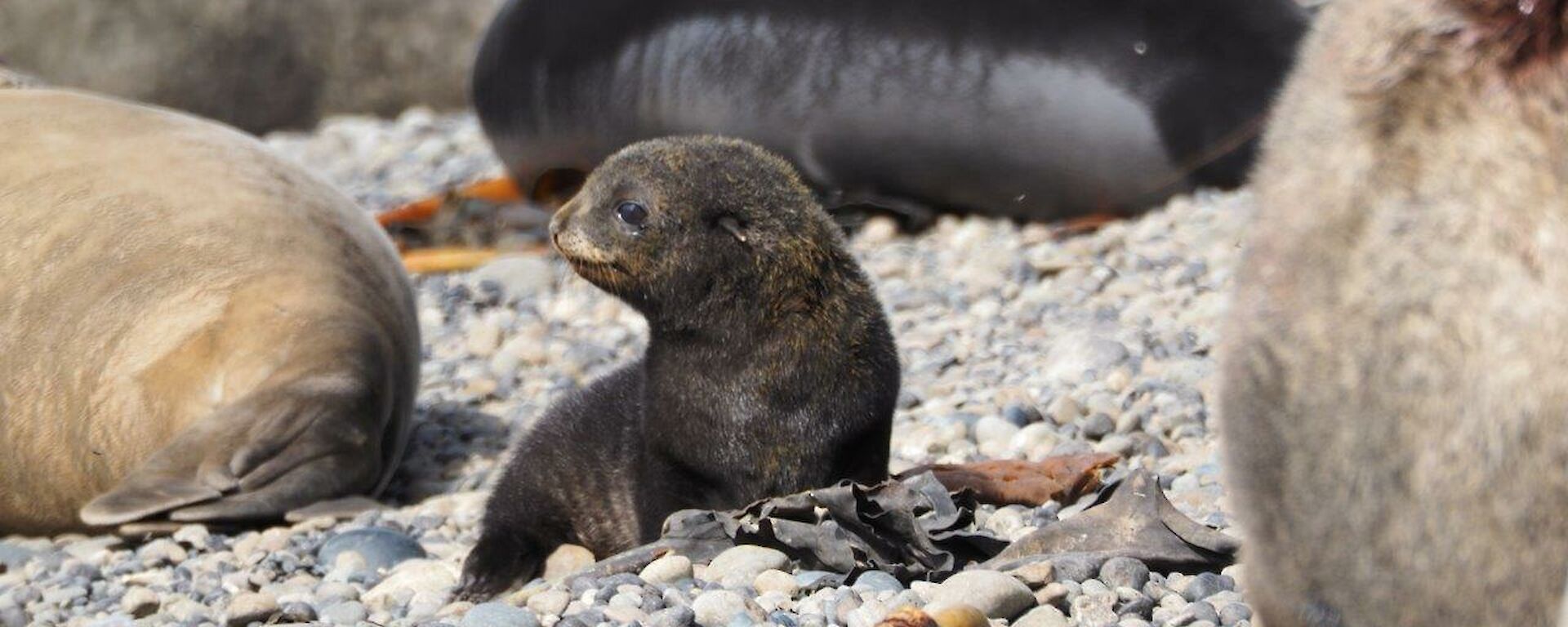 Fur seal pup in profile