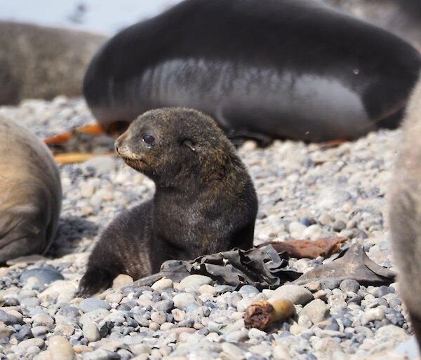 Fur seal pup in profile