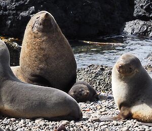 A group of fur seals on the beach including a pup