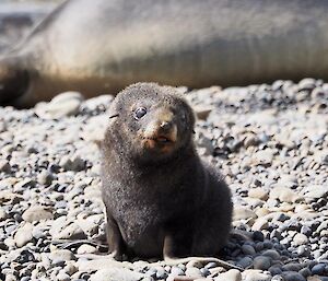 Fur seal pup in the sun