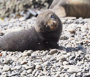 Fur seal pup in the sun