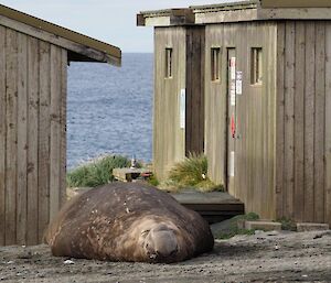 A bull elephant seal laying in front of one of the station buildings providing some idea of size.