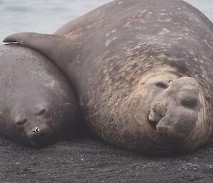 A male and a female elephant seal lying together showing that the difference in size is quite dramatic