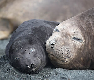 An elephant seasl mother and pup elephant seal sleeping on the beach