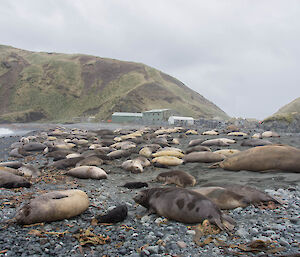 An elephant seal harem laying on West Beach with the station in background