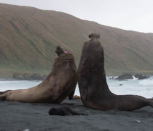 Elphant seal bulls fighting over the harem with pup in foreground