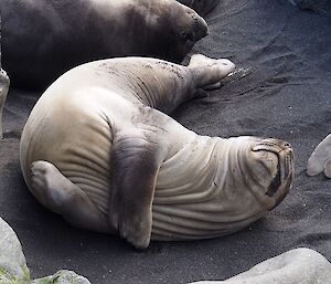 A ‘weaner’ pup rolling on its back, showing plenty of spare skin to grow in to.