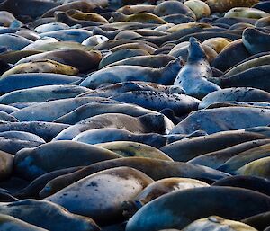 A mass of elephant seals all lying together at Hurd Point