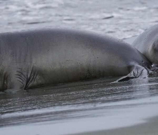 Two elephant seals on the beach