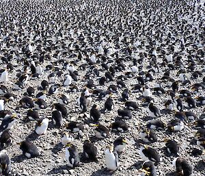 Thousands of royal penguins on the shore near Brothers Point