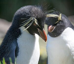Two rockhopper penguins standing in the sun.