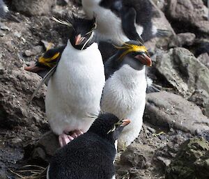 A picture of rockhopper and royal penguins that are nesting in close proximity